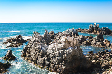 Rocks in the ocean with brown pelicans in the distance