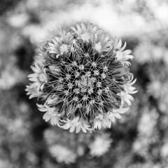 Closeup of blooming cactus.