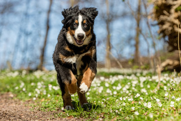 Berner sennen dog