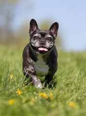 French bulldog