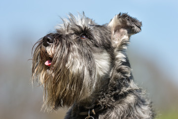 Terrier dog