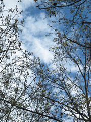 Trees in the sky