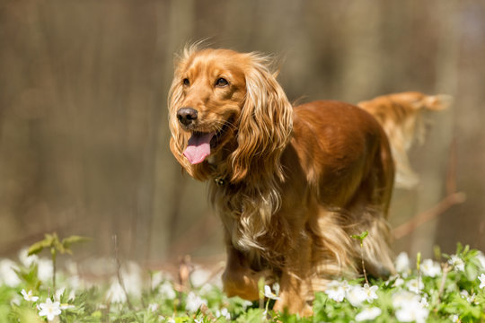 Cocker spaniel dog