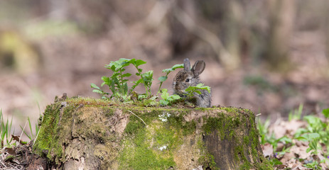 A hare on a green stump