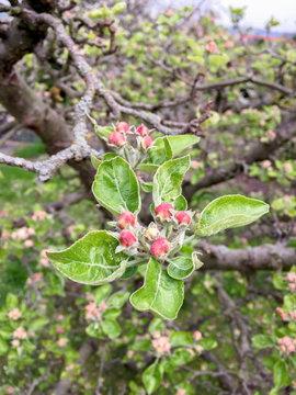 Apfelblüte des Ontarioapfels im Frühling