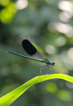 Some dragonfly wings are glowing beautiful blue glow.