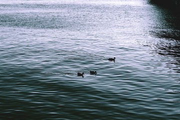 3 ducks in river Daugava