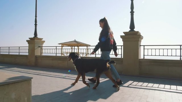 Young Female Walking With Great Swiss Mountain Dog On Sea Front At Sunrise, Slow Motion