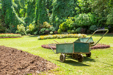 Green plants in tropical park, Sri Lanka