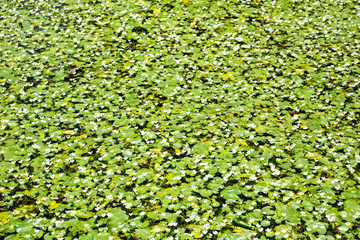 Green plants background, tropical park, Sri Lanka