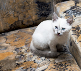 Naklejka na ściany i meble the snow-white Thai kitten has hidden on a chair