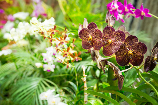 Peradeniya flower, tropical plants on Sri Lanka