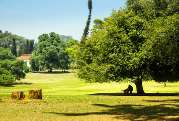 Fototapeta premium Green meadow and nature in village on Sri Lanka