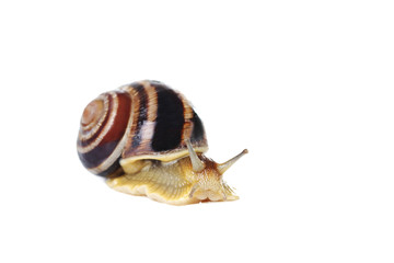 Brown snail isolated on a white background