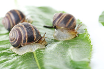 Brown snails on green leaf, close up
