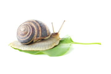 Brown snail on green leaf on a white background
