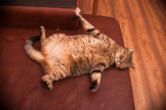 British cat