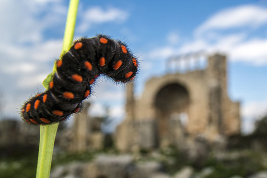 Catterpillar and okuzlu ruins
