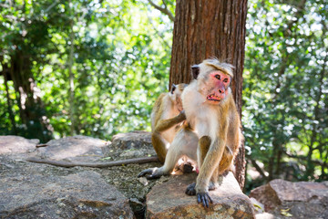 Fototapeta premium Monkeys sitting on stone, fruit thieves on Ceylon