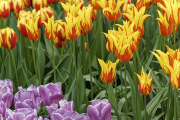 Fototapeta premium tulip field in spring, closeup