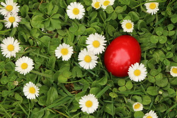 Easter, Ostern, ein rotes Osterei inmitten von Gänseblümchen