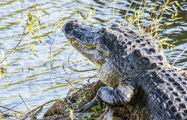 American Alligator