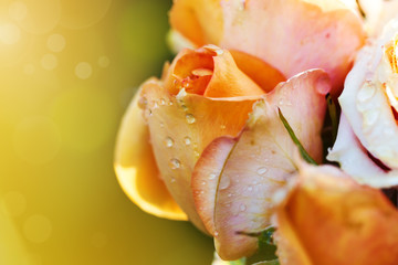 Beautiful rose bud, greeting card