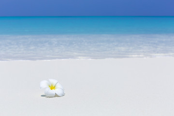 white plumeria flower on sandy pristine beach © photopixel