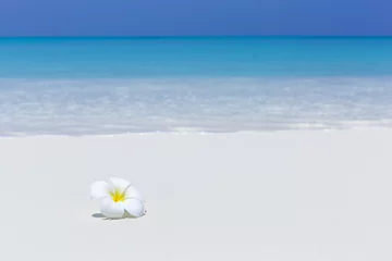 Foto auf Leinwand weiße Plumeria-Blume am unberührten Sandstrand © photopixel