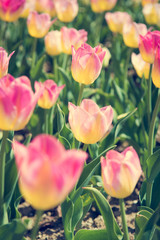 Blooming pink and yellow tulips.