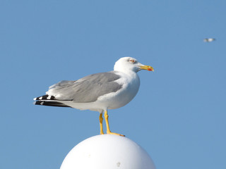 A serious sea gull sits on a round lantern