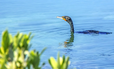 Cormorant bird by the water