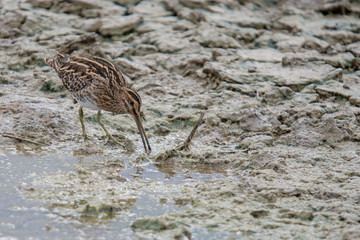 Bekassine (Gallinago gallinago)