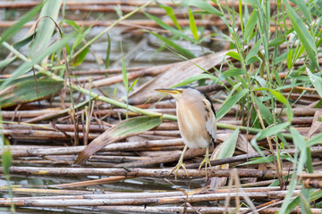 Zwergdommel (Ixobrychus minutus)
