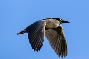 Black-crowned Heron in Flight