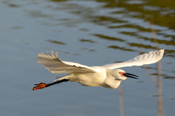 Snowy Egret in Flight