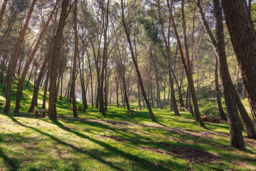 Bosque natural Cañada de las Hazadillas