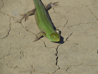 An ordinary quick green lizard. Lizard on dry ground. Sand lizard, lacertid lizard
