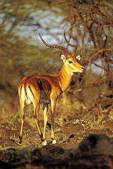 Impala Antelope standing by bushes in early morning light, Kenya, Africa.