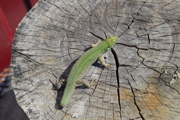 An ordinary quick green lizard. Lizard on the cut of a tree stump. Sand lizard, lacertid lizard