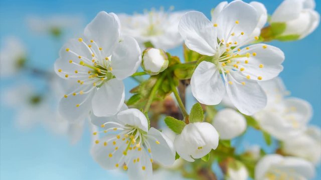 Timelapse of cherry flowers blooming on a sky background. 4k Video.