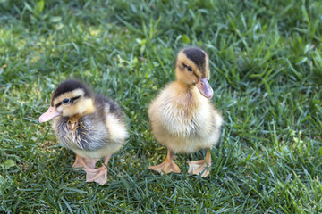 cub duckling