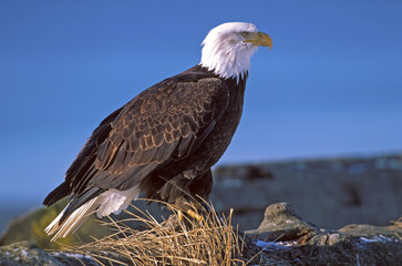 Bald Eagle sitting on log by water, portrait, profile