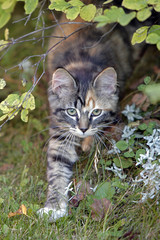 Naklejka na ściany i meble Cute Tabby Kitten playing outside, hiding in bushes.