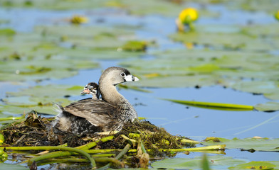 Pied-billed Grebe and baby