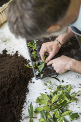 Senior gardener making cuttings