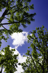 Fototapeta premium Early Summer Maple Trees