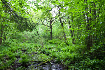 Obraz premium Fern grows thick in the wet spring forest