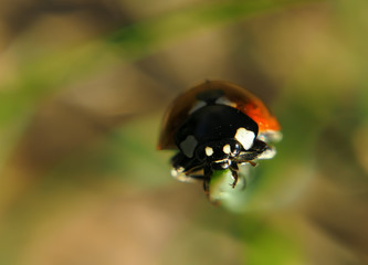Fototapeta premium Ladybug red climbing up the green grass and looking at camera