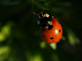 Ladybug red spotted climbing the green grass at the sun top view